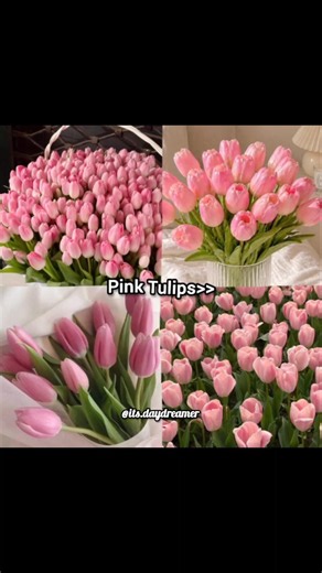 Which colour of tulips you like the most?? 🌷✨