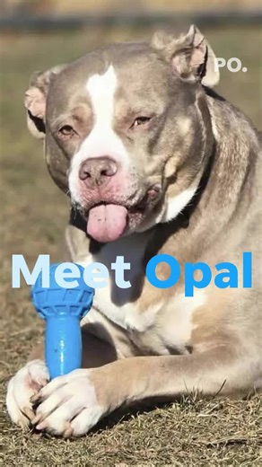 Meet 2 of the pets up for adoption at Cumberland Valley Animal Shelter