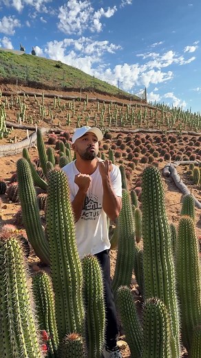 Discover Beautiful Cacti for Sale Online