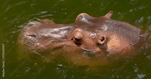 Hippopotamus open big mouth wait for food. High definition shot at 4K, 60 fps video footage.