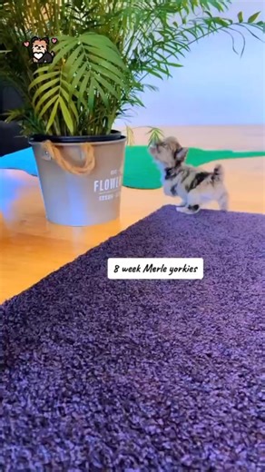 18K views · 643 reactions | So Cute 8 week Merle Yorkie puppy having fun #yorkie #yorkshireterrier #yorkiepuppies #yorkielove #yorkieoftheday #yorkiepuppy #yorkielife #yorkieoftheday #yorkielovers #yorkies | I Love Yorkshire Terrier | Facebook