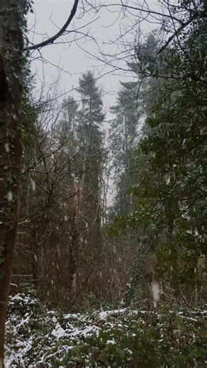 First Snowfall of the Year: A Winter Wonderland