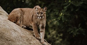 Attaqué par un puma, un randonneur américain filme la scène
