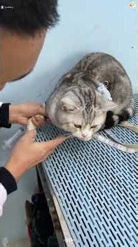 When you’re trying to fight the anesthesia but loose #funnyvideos #funnycat #tiktok #funnymoments