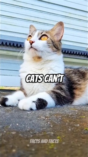Amazing Facts About CATS