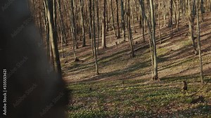 Beautiful spring view in forest around sunlight wood park light nature sunshine tree walk outdoor scenery grass road transition from winter to spring slow motion