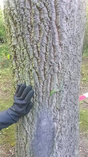 Eichenprozessionsspinner Nest: Blick ins Innere