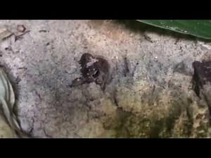 Where do toads go during daylight?