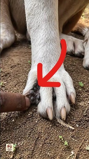 Fleas Hiding Between Dog’s Toes 😱 | Severe Flea Infestation in Dog Paws