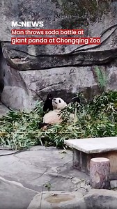 The panda was examined and observed after the incident. The zoo's staff reported that it's in good health. | Mustsharenews.com