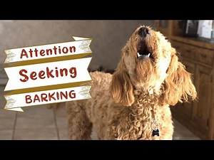 Attention Seeking Behavior In Dogs