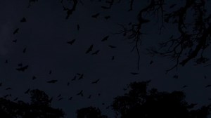 Did you know there are more than 1,000 species of bats 🦇 around the world? These mammals can find food in total darkness, locating insects by emitting high-pitched, inaudible, sounds know as echolocation. Today, on #BatAppreciationDay, you can help protect critical habitat for bats in Zambia. Donate now and your gift will have 3X the impact: https://buff.ly/43GqY4Y | Rainforest Trust