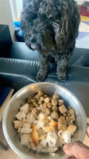 Coooking My Cockapoo a Chicken Dinner!!