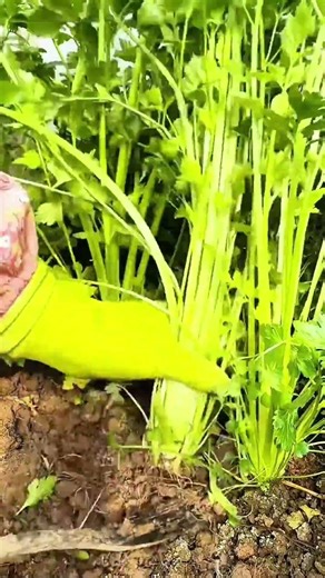 harvesting fresh green celery stalks from the organic garden soil during the daytime farm activity