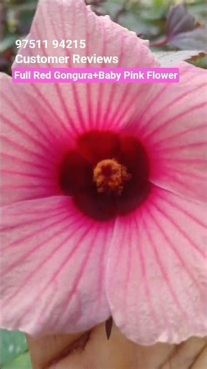 Customer Reviews #Full Red Gongura #Baby Pink Flower #todaytrendingvidoes #ihavethisthingwithplants