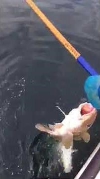 DNG Jigging C-6000i #2