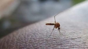 ICRM-VCRC develops special method to control Dengue, Chikungunya, check details