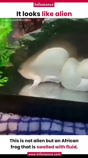 Alien Frog 🐸 | Infomance