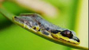 Heterixalus madagascariensis is a species of frog in the family Hyperoliidae endemic to Madagascar. Its natural habitats are subtropical or tropical dry forests.