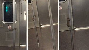 2.8K views | This rhythmic rat turned into a show time dancer by POLE DANCING on a New York subway train. | Storytrender | Facebook
