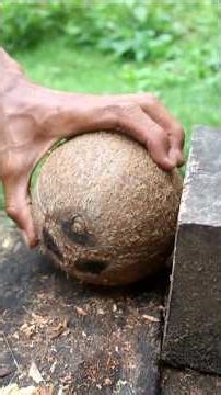 very useful tool for opening coconut