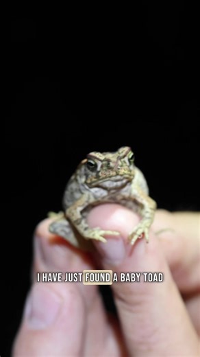Tiny... but deadly. Baby cane toads may look harmless, but pets can ingest them in seconds. Even one lick or swallow can be life-threatening. #toads #petsafety
