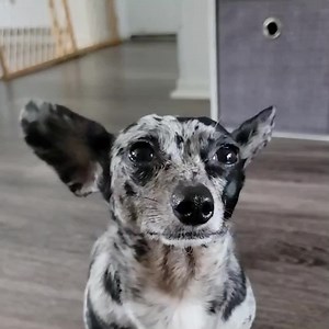 This adorable dog has the biggest ears we've ever seen!😍 | Go Fetch