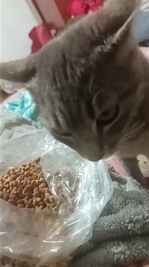 Gatito Hermoso #todos #foryouシ #fypシ゚ #perro #fans #amazon #amazonia #fbreelsfypシ゚viralシ