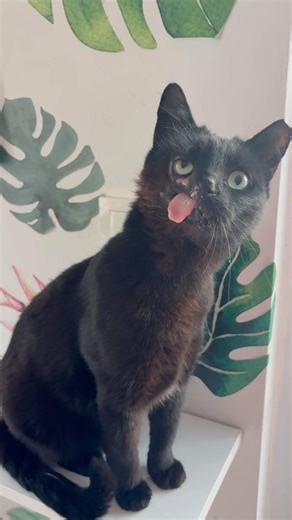 love Raven 🖤#haveitoldyoulatelythatiloveyou #cats #cute #shorts