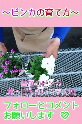 日日草 ビンカの育て方 #shrots by 園芸チャンネル 435 園芸 ガーデニング 初心者