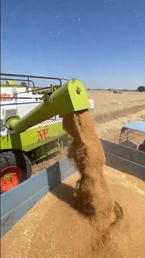 Vishal 435 Brisk Plus in Wheat Field | Vishal 435 Combine Harvester Working Video 2026