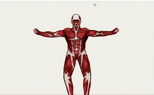 【让你的画动起来】DUIK插件的安装与使用，这次真的画了一个狒狒（第二期）