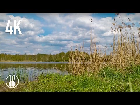 Early Spring Wetlands Ambience — Calming Birdsong, Ducks & Bittern Call | Nature Sounds for Relax