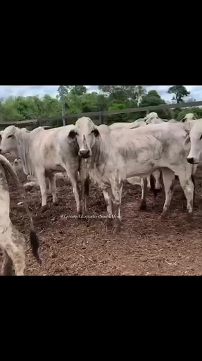 ❇️❇️ BRAHMAN CALVES AVAILABLE ❇️❇️ 🤠#bulls #brahman #cowsforsale #meatballs LIVESTOCK EXPORTERS SOUTH AFRICA,We are number one exporters of BRAHMAN CATTLE, a few of our other Live stocks include; 1.cattle, 2.dairy, 3.sheep, 4rabbits, 5.ostrich, 6.Turkey, 7.Boer GoatsAnd a well-developed poultry and egg industry .On all inquiries on our Premium Quality Livestock, contact;Email: info.livestockexporters@gmail.com Call / Text / Whatsapp : 27 (0) 680 718 656Thanks and best regards,Friedrich.Brahman 