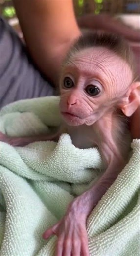 Pity new bebi monkey #animallife #animal #monkey