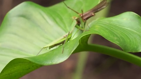 Unseen Brutality: 13 Terrifying Moments When Mantis Hunt and Destroy Their Prey