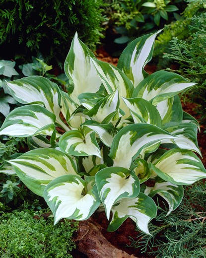 Hosta 'Fire and Ice' bare roots — Buy plantain lilies online at Farmer Gracy UK