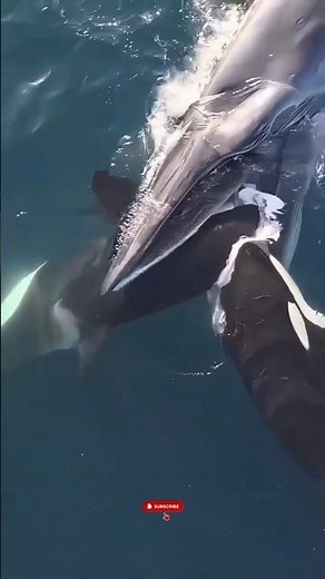 Orcas Surround a Massive Whale — Incredible Ocean Predator Moment! #short #sea #orca #ocean
