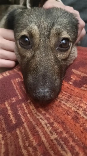 Finja the dog: Why are you taking a picture? #dogshorts #cutedogs #cute