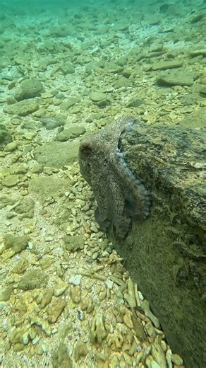 First time I've witnessed an octopus change color in real life! So cool! #octopus #島タコ #Okinawa #kylesthenix | Kylesthenix