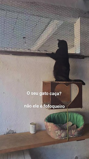 Meu gato faz uma dancinha estranha? Descubra por que ele se comporta assim
