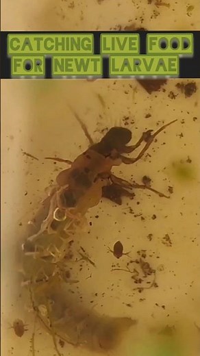 Catching Live food for Newt larvae