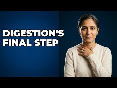 How Do Rectum and Anus Complete the Digestive Process?