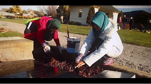 7K views · 133 reactions | The Student Volunteer Army is still in full force! This weekend we collectively achieved 450 hours of volunteer work in Spreydon! What a stunning day, check us out in action...! | Student Volunteer Army | Facebook