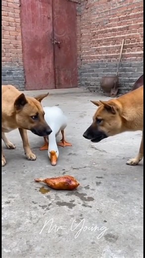 🦆 EL PATO MÁS VALIENTE DEL DÍA Dos perros pasaron minutos discutiendo con la mirada quién se quedaba con el pollo… Hasta que llegó un pato, sin miedo, y se lo llevó como todo un jefe. 😂🍗 A veces la vida premia al que se atreve, no al que duda. — Mr. Young #HistoriasDivertidas #AnimalesGraciosos #HumorAnimal #ElPatoValiente #PerrosVsPato #VideosCortos #ReelDivertido #MrYoung #ComediaAnimal #CosasQuePasan | Tattoo Young