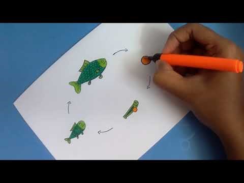 How to draw a Lifecycle of Fish easy step by step
