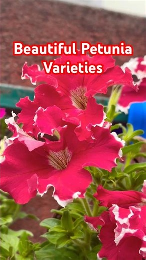 Most Beautiful Petunia Varieties Ever! Top Petunia Colors You Need in Your Garden | Talk of trees