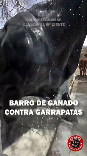 Dia de bañar al ganado contra las garrapatas #zootecnia #agro #rancho #garrapatas #campo