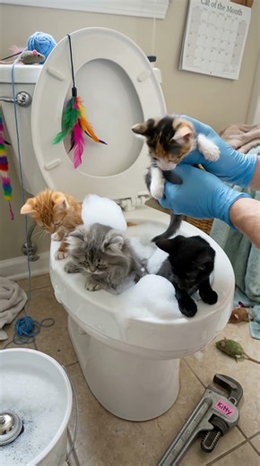 The Fluffiest Plumbing Blockage Ever 🐾🫧