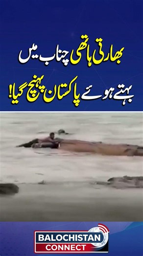 Indian Elephant Drifts Into Pakistan via the Chenab River | Balochistan Connect